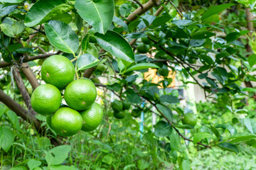 A large green lime on a tree in the lemon garden is a citrus fruit. Limes are a good source of vitamin C.