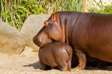 
A large fat adult hippo with his little cub in a park in nature during the day