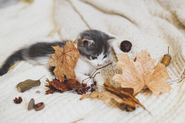 Adorable kitten playing with autumn leaves and acorns on soft blanket. Autumn cozy mood. Cute white and grey kitty playing with fall decorations on bed in room