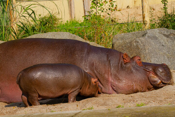 
A large fat adult hippo with his little cub in a park in nature during the day