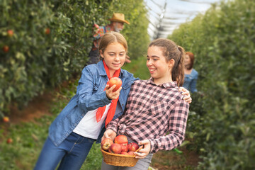 Fun with sister in apple orchard