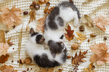 Adorable kittens sleeping in autumn leaves on blanket, top view. Two cute white and grey kittens...