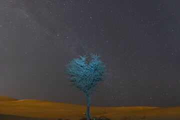 &aacute;rbol del desierto