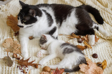 Cute cat grooming little kitten on soft bed in autumn leaves. Mother cat cleaning her baby kitty in fall decorations on comfy blanket in room. Motherhood. Autumn cozy mood