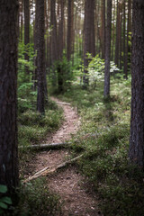 Fototapeta premium Forest Trail with beautiful light and shallow depth of field