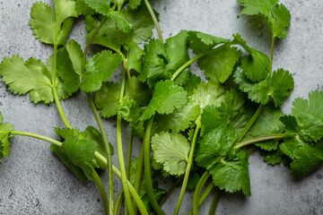 Bunch of freshly harvested green cilantro on gray rustic concrete background. Cilantro as greenery for cooking and seasoning food, rich in flavour and vitamins, good for health.