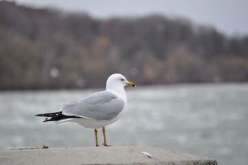 Seagull Niagara Falls