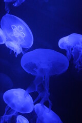  jellyfish moon bioluminescence bio fluorescent under blue lights, Moon Jellyfish variety swims underwater aquarium background stock, photo, 