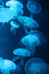  jellyfish moon bioluminescence bio fluorescent under blue lights, Moon Jellyfish variety swims underwater aquarium background stock, photo, 