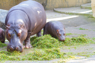 
A large fat adult hippo with his little cub in a park in nature during the day