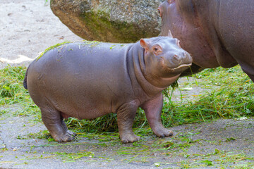 
baby hippo in the wild during the day