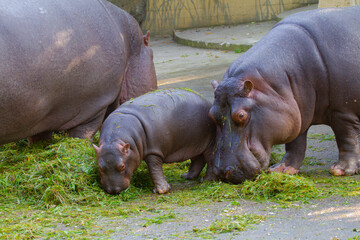 
baby hippo in the wild during the day