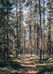 Wälder in Finnland