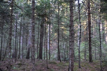 Fototapeta premium HDR photography of wild forest