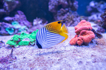 Fototapeta premium Chaetodon (Rabdophorus) auriga close up. Butterfly fish in the sea.