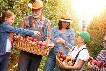 Farmers family harvesting apples in their plantation