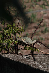 A iguana in the field