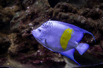 Pomacanthus maculosus is a marine angelfish with common names including halfmoon, yellowband,...