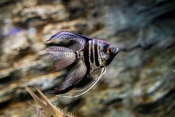 One of Pterophyllum (a small genus of freshwater fish from the family Cichlidae) known to most...