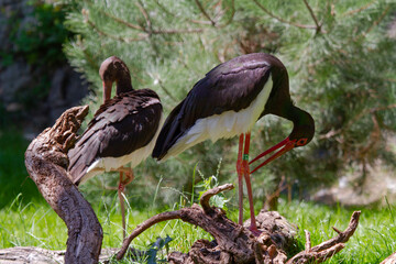 
wild exotic stork with long legs and beak in nature