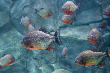 Group of red-bellied piranha, also known as the red piranha on background of the rock.