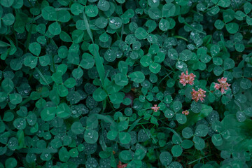 Green clover carpet with dew drops, top view. Natural background.