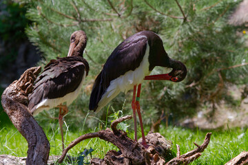 
wild exotic stork with long legs and beak in nature