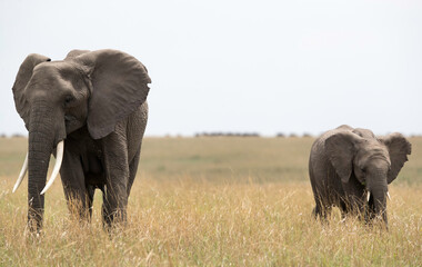 Fototapeta na wymiar Tuskers grazing in Savannah, Masai Mara