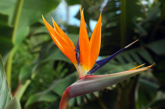 Strelitzia or Strelitzia reginae, also known as bird of paradise flower, in bloom in a tropical garden, evergreen perennial plant grown for its dramatic colors and ornamental, aesthetical values