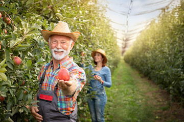 Portrait of bearded senior farmer with organic apples