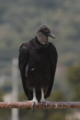 A creepy bird