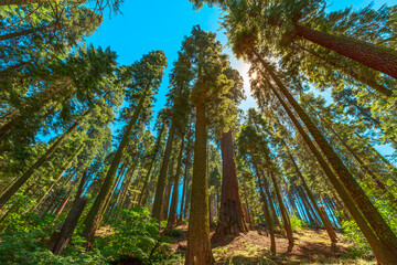 Sequoiadendron giganteum tree species, Sequoia National Park in the Sierra Nevada in California