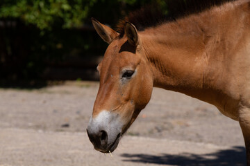 Obraz premium portrait of a horse
