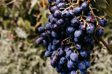 Ripe red grapes hang in a cluster on a green vine in the vineyard. Black maiden grapes, large...