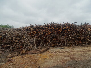 biomass