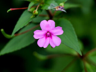 Fototapeta premium Light pink color impatiens or busy lizzie flower