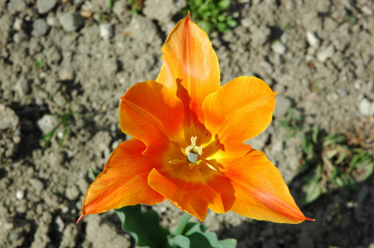 View from above of a pretty orange tulip in the garden with arid soil as background, vibrant perennial bulbous flower blossoming in the spring, with visible pistils heavy with pollen and glossy tepals