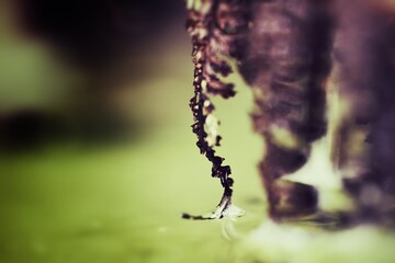 flower shpaed like elephant