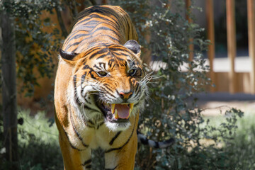 Fototapeta premium tiger in the wild