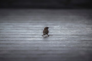 bird on a wooden table