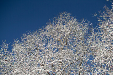 Branches in the snow