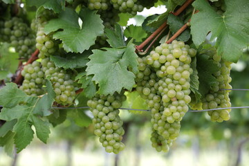 Weiße Trauben in einem Weinberg im Süden Wiens.
Trauben können frisch als Tafeltrauben gegessen oder zur Herstellung von Wein, Marmelade, Traubensaft, Gelee, Traubenkernextrakt, Rosinen, Essig uä