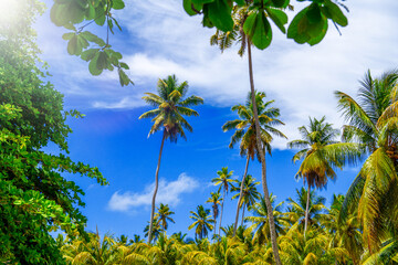 Tropical Island with palms and blue sky, Seychelles