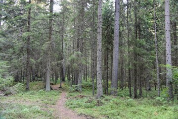 HDR photography of wild forest