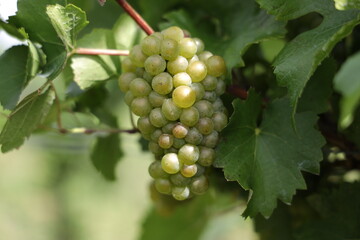 Weiße Trauben in einem Weinberg im Süden Wiens.
Trauben können frisch als Tafeltrauben gegessen oder zur Herstellung von Wein, Marmelade, Traubensaft, Gelee, Traubenkernextrakt, Rosinen, Essig uä