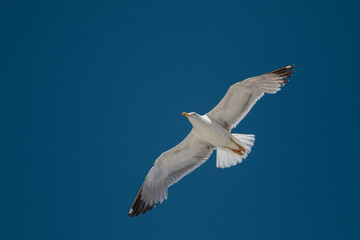 Fototapeta na wymiar yellow-legged gull flying with spread wings from below in blue sky