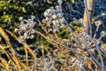 Frozen plant