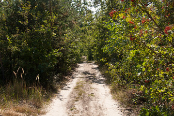 footpath in the park