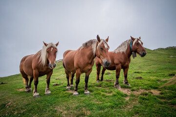 Three brown horses or ponies standing together on a misty and foggy hill or mountain pass. Horses on Col de Pailleres in france, one with a bell.