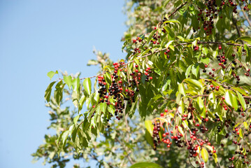 autumn leaves on a branch